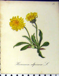 Original Old Antique Print Hieracium Alpinum Seboth 1879 Alpine Plant Nature