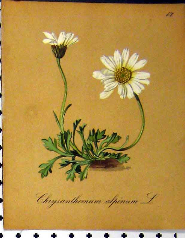 Original Old Antique Print Chrysanthemum Alpinum Alpine Plant 1879 Nature 19th