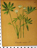 Original Old Antique Print Astrantia Minor Alpine Plant 1879 Seboth Nature 19th