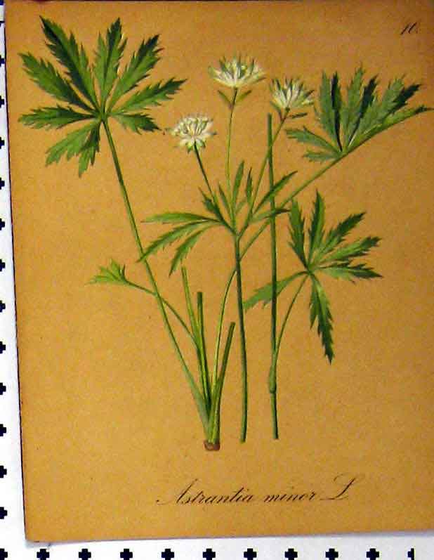 Original Old Antique Print Astrantia Minor Alpine Plant 1879 Seboth Nature 19th