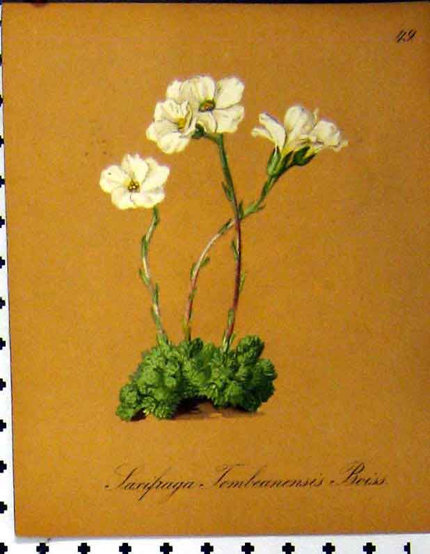 Old Antique Print Laxifraga Tombeanensis Roiss Alpine Plant 1879 Seboth 19th