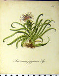 Original Old Antique Print 1879 Alpine Plant Seboth Laussurea Pygmacea Nature