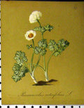 Old Antique Print Alpine Plant 1879 Seboth Ranunculus Rutaefolius Nature 19th