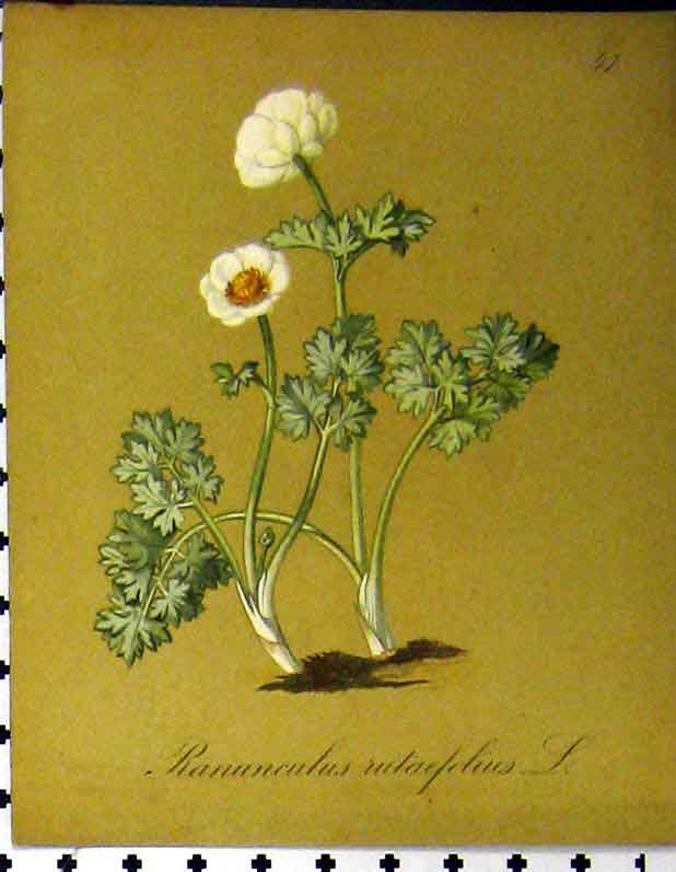 Old Antique Print Alpine Plant 1879 Seboth Ranunculus Rutaefolius Nature 19th