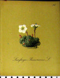 Original Old Antique Print Laxifraga Burseriana Alpine Seboth 1879 Nature 19th