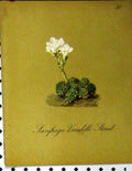 Original Old Antique Print Laxifraga Vandelli Alpine Plant 1879 Seboth Nature