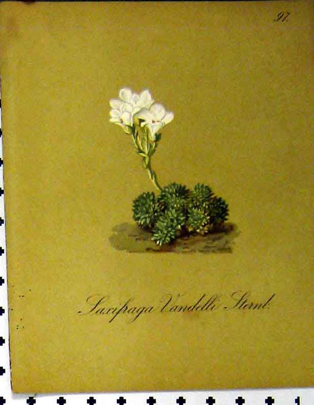 Original Old Antique Print Laxifraga Vandelli Alpine Plant 1879 Seboth Nature