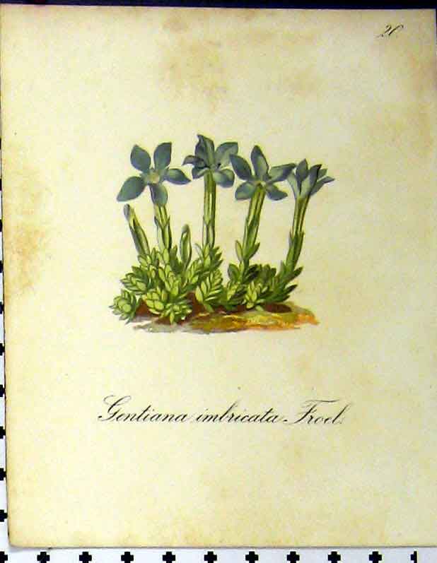 Original Old Antique Print 1879 Gentiana Imbricata Froel Alpine Plant Seboth
