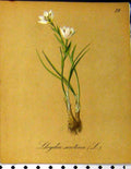 Original Old Antique Print Lloydia Serotina Alpine Plant Seboth 1879 Nature