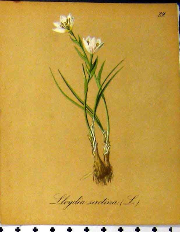 Original Old Antique Print Lloydia Serotina Alpine Plant Seboth 1879 Nature