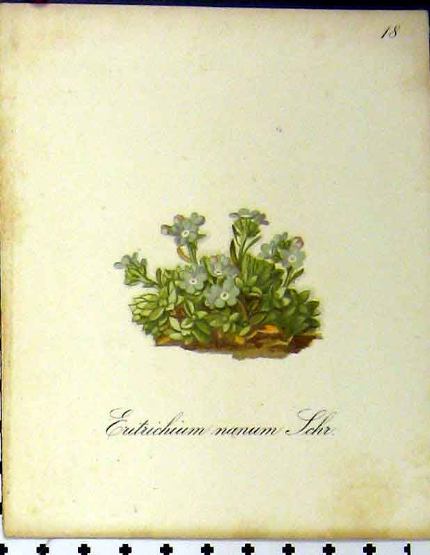 Original Old Antique Print Eutrichium Nanum Alpine Plant 1879 Nature Seboth
