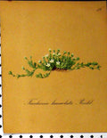 Original Old Antique Print Facchinia Lanceolata Alpine Plant 1879 Seboth Nature