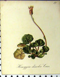 Old Antique Print Homogyne Discolor Cass Alpine Plant 1879 Nature Seboth 19th