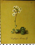Original Old Antique Print Laxifraga Aizoon Alpine Plant 1879 Seboth Nature