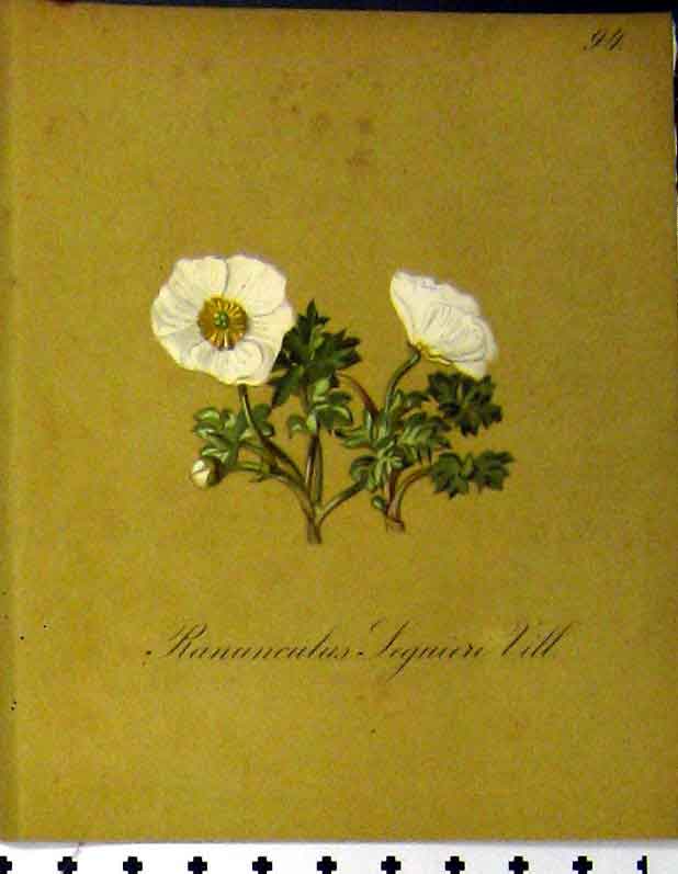 Original Old Antique Print Ranunculus Seguieri 1879 Alpine Plant Seboth Nature