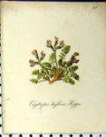 Original Old Antique Print 1879 Seboth Alpine Plant Oxytropis Triflora Hoppe