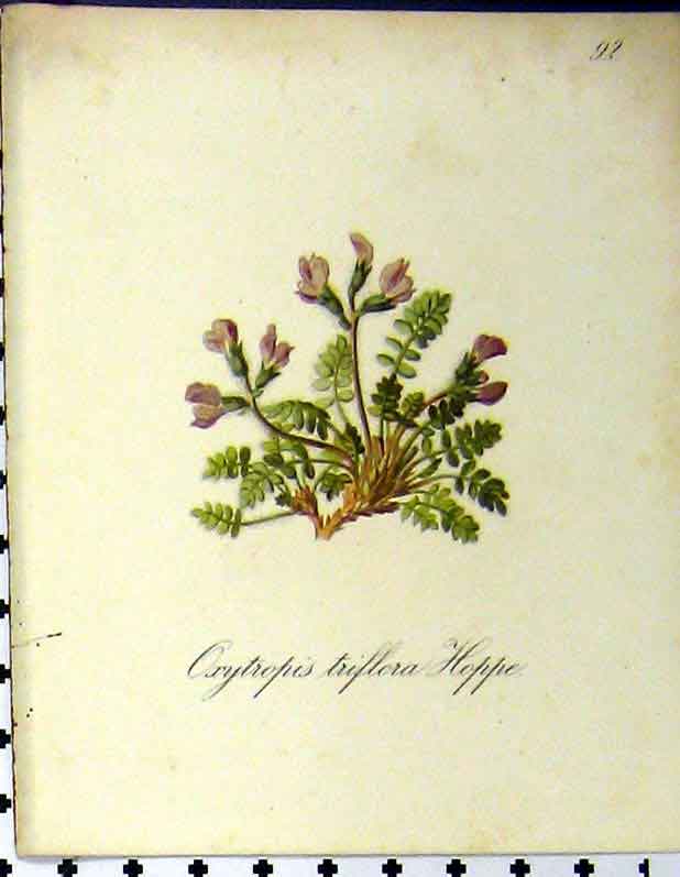 Original Old Antique Print 1879 Seboth Alpine Plant Oxytropis Triflora Hoppe
