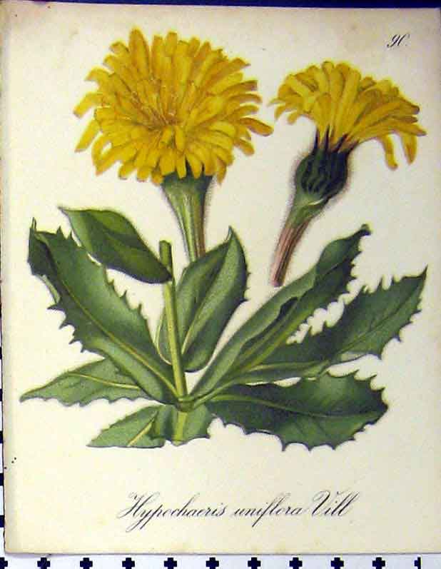 Old Antique Print 1879 Hypochaerius Uniflora Seboth Alpine Plant Nature 19th