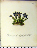 Old Antique Print Gentiana Brachyphylla 1879 Alpine Plant Seboth Nature 19th