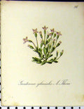 Old Antique Print 1879 Gentiana Glacialis Thom Alpine Plant Seboth Nature 19th