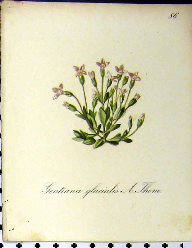 Old Antique Print 1879 Gentiana Glacialis Thom Alpine Plant Seboth Nature 19th