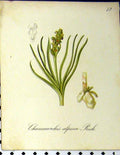 Original Old Antique Print 1879 Alpine Plant Seboth Nature Chamaeorchis Alpina