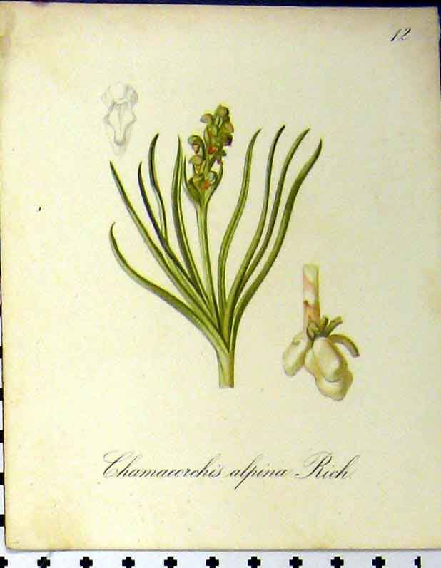 Original Old Antique Print 1879 Alpine Plant Seboth Nature Chamaeorchis Alpina