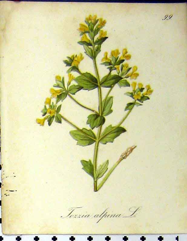 Original Old Antique Print 1879 Alpine Plant Seboth Tozzia Alpina Nature 19th