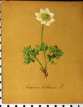 Original Old Antique Print 1879 Alpine Plant Anemone Caldensis Seboth Nature