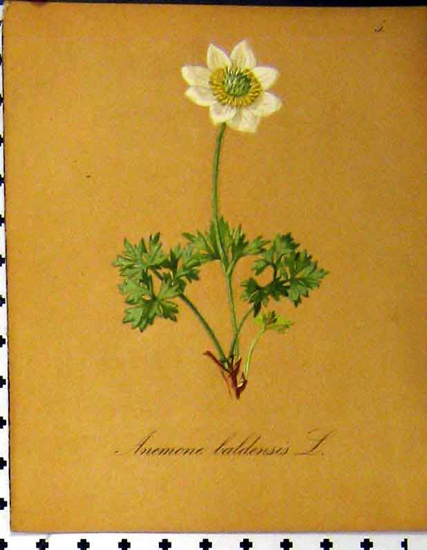 Original Old Antique Print 1879 Alpine Plant Anemone Caldensis Seboth Nature