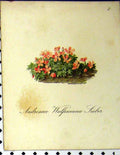 Original Old Antique Print 1879 Alpine Plant Androsace Wulfeniana Seboth Nature