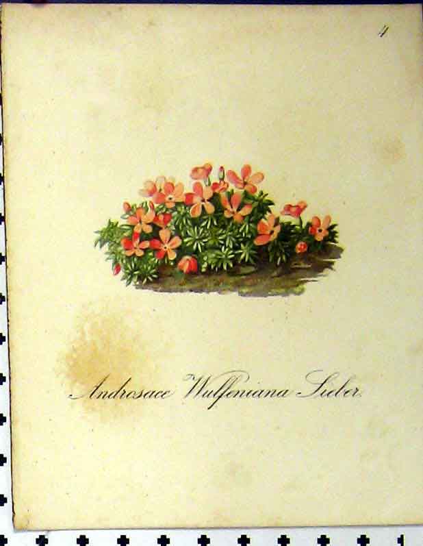 Original Old Antique Print 1879 Alpine Plant Androsace Wulfeniana Seboth Nature