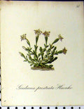 Original Old Antique Print Alpine Plant Gentiana Prostiata 1879 Seboth Nature