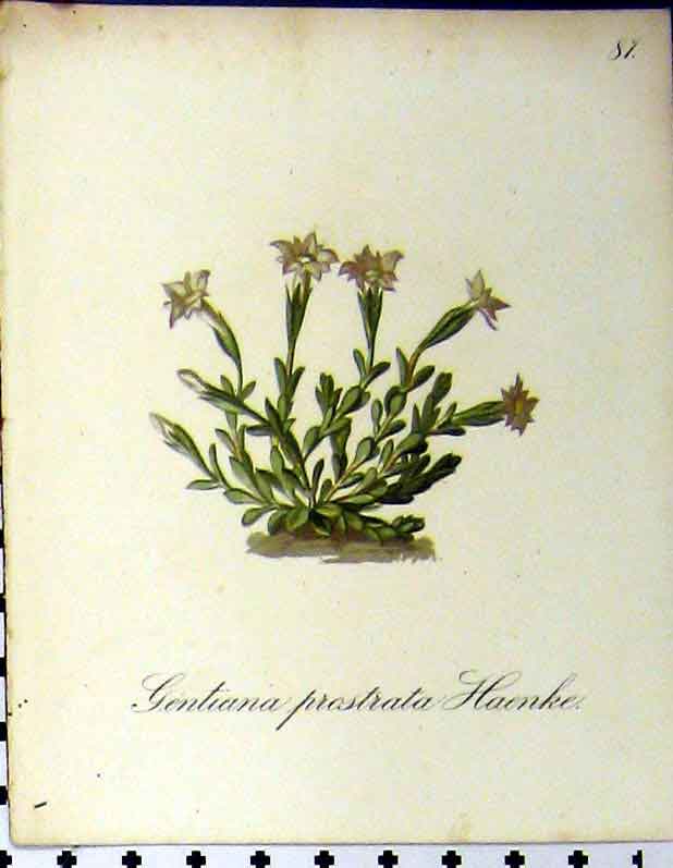 Original Old Antique Print Alpine Plant Gentiana Prostiata 1879 Seboth Nature
