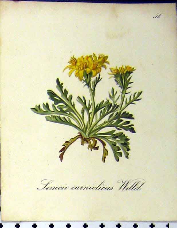 Original Old Antique Print Senecic Carniolicus 1879 Alpine Plant Seboth Nature