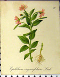 Old Antique Print 1879 Epilobium Origanifolium Alpine Plant Seboth Nature 19th
