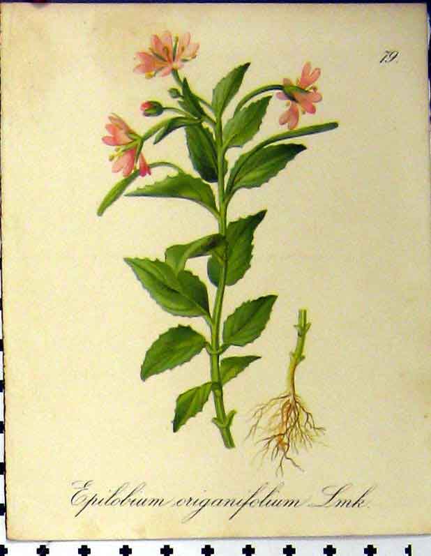 Old Antique Print 1879 Epilobium Origanifolium Alpine Plant Seboth Nature 19th