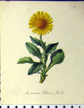 Original Old Antique Print Aronicum Clusui Koch 1879 Alpine Plant Seboth Nature