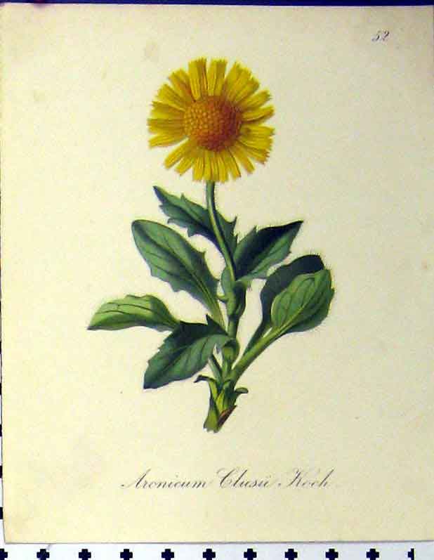 Original Old Antique Print Aronicum Clusui Koch 1879 Alpine Plant Seboth Nature