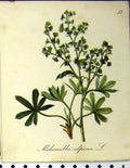 Original Old Antique Print 1879 Alpine Plant Seboth Alchemilla Alpina Nature