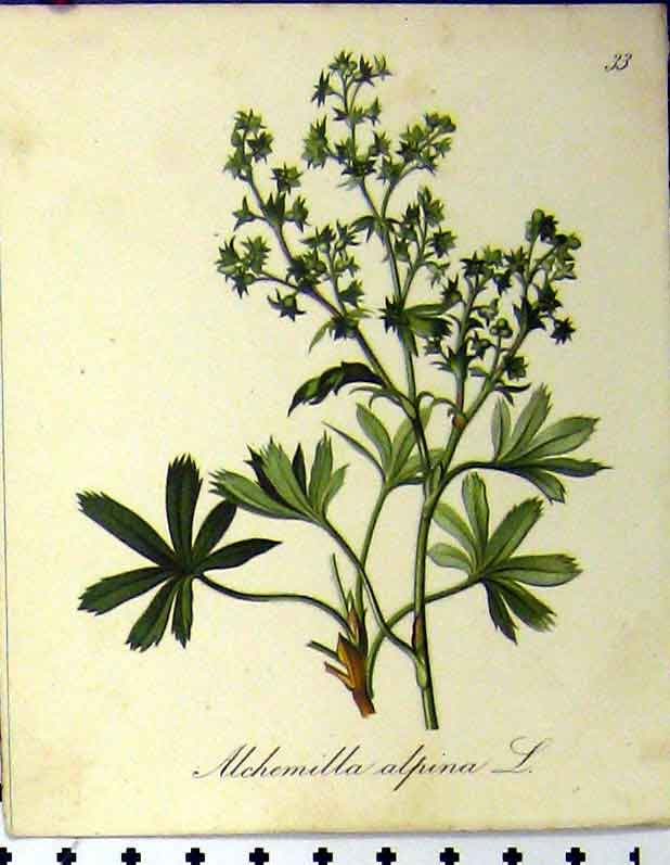 Original Old Antique Print 1879 Alpine Plant Seboth Alchemilla Alpina Nature