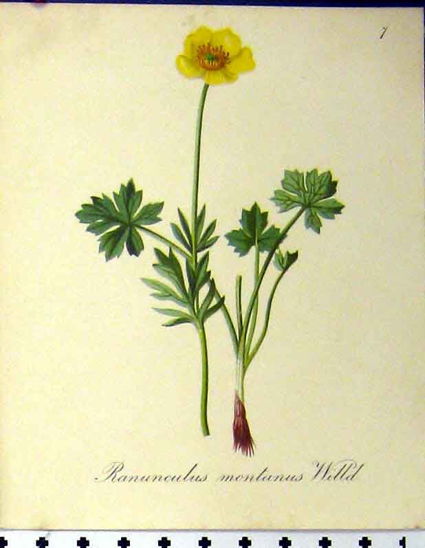 Original Old Antique Print Alpine Plant Ranunculus Montanus 1879 Seboth Nature