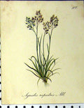 Original Old Antique Print Agrostis Rupestris Alpine Plant 1879 Seboth Nature