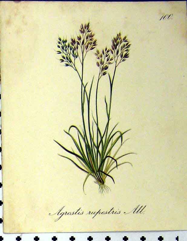 Original Old Antique Print Agrostis Rupestris Alpine Plant 1879 Seboth Nature