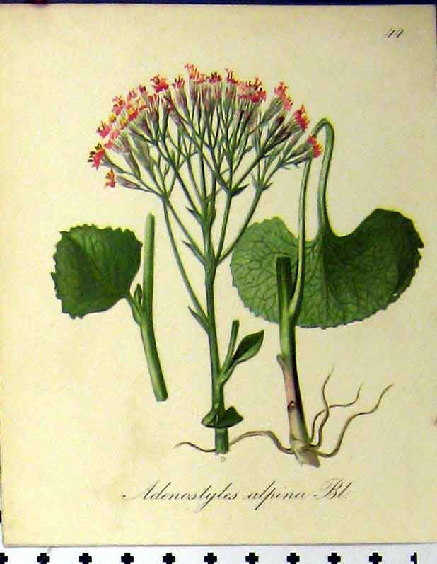 Old Antique Print 1879 Adenostyles Alpina Alpine Plant 1879 Seboth Nature 19th