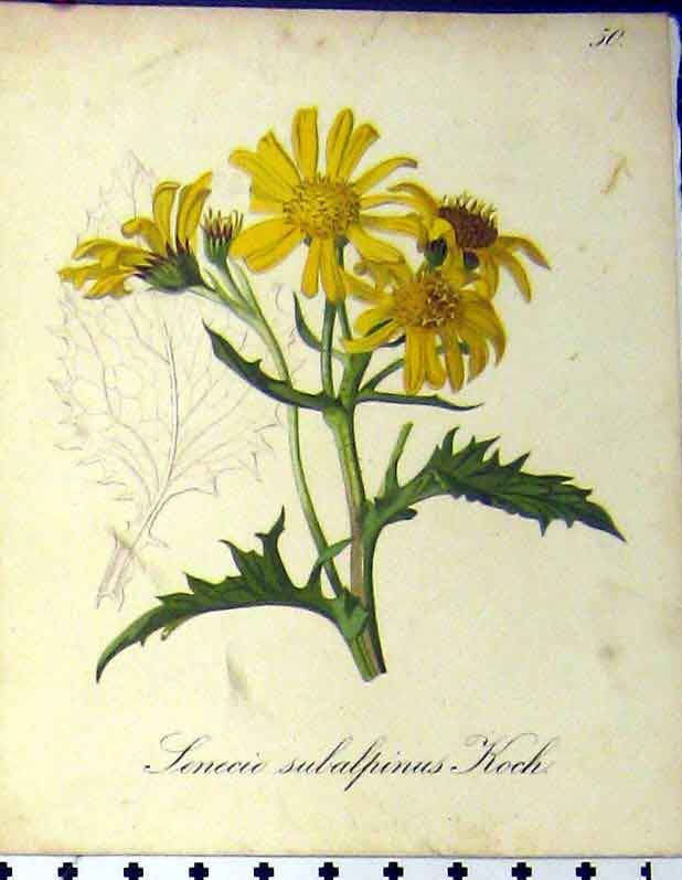 Original Old Antique Print Alpine Plant 1879 Senecic Subalpinus Seboth Nature