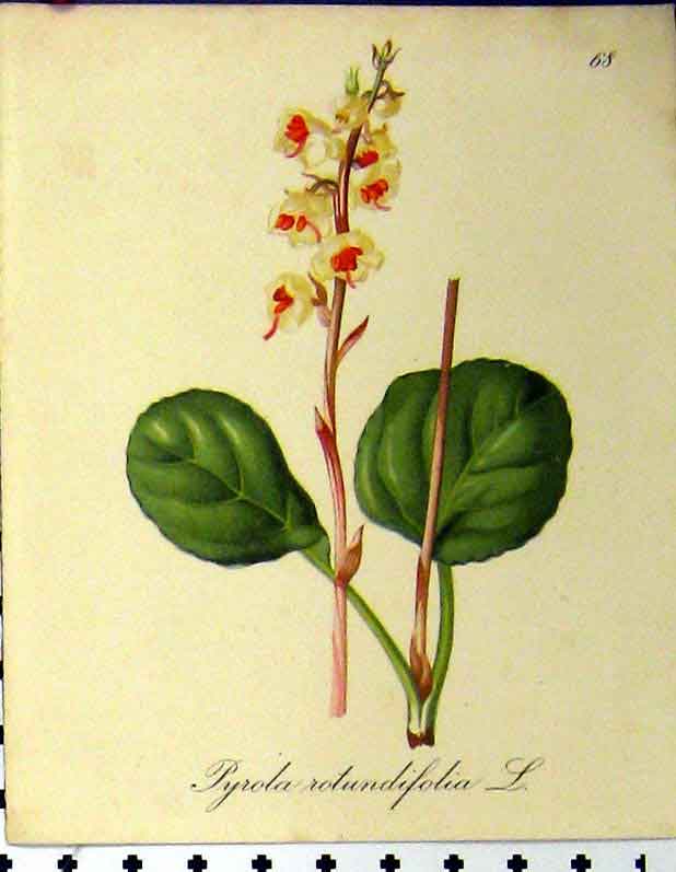 Original Old Antique Print 1879 Alpine Plant Pyrola Rotundifolia Seboth Nature