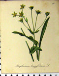 Old Antique Print 1879 Alpine Plant Bupleurum Longifolium Seboth Nature 19th