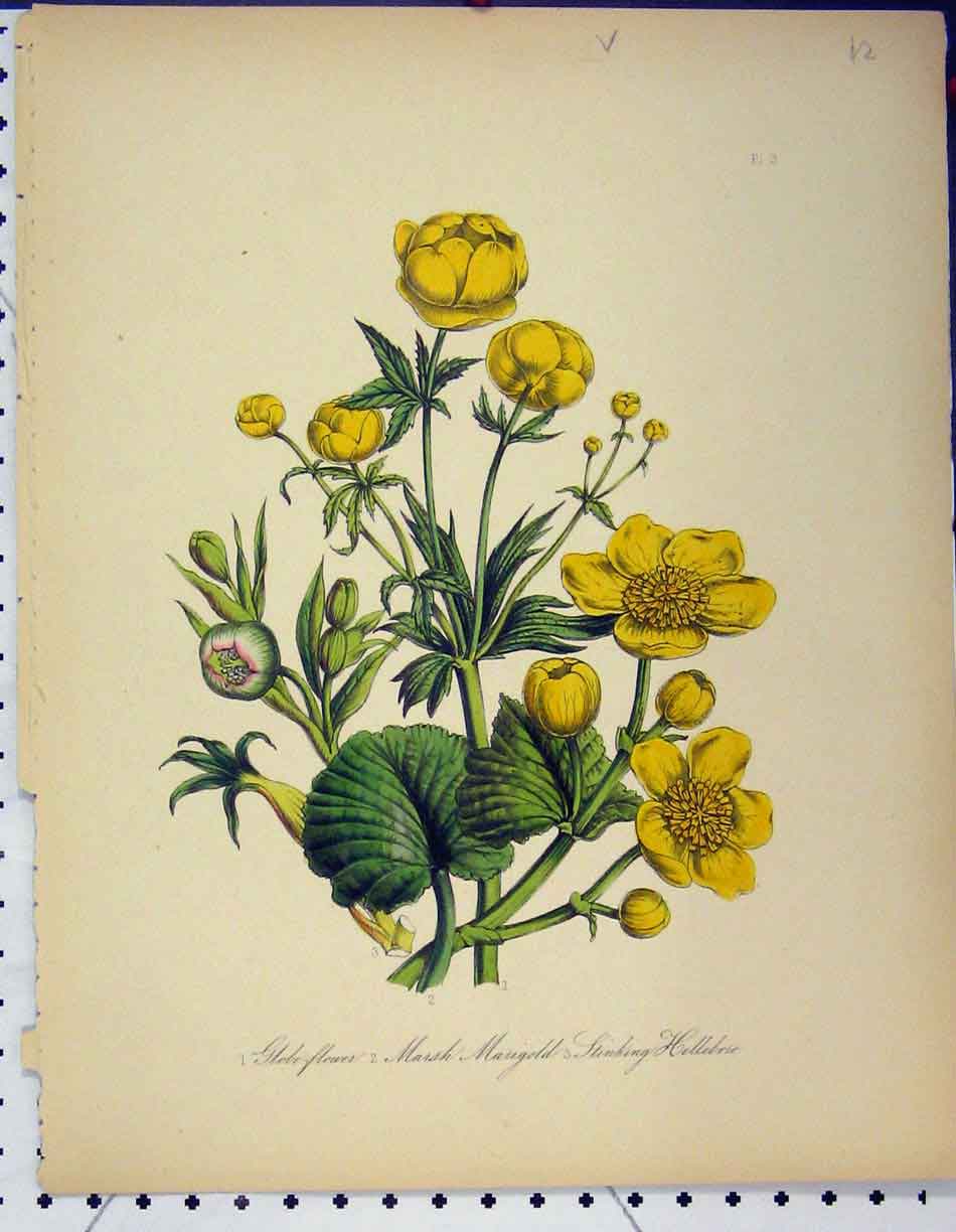 Original Old Antique Print Globe Flower Marsh MarigHelleboie Botanical