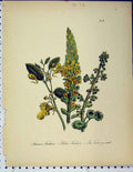 Original Old Antique Print Common Navelwort Yellow Touch Me Not Botanical